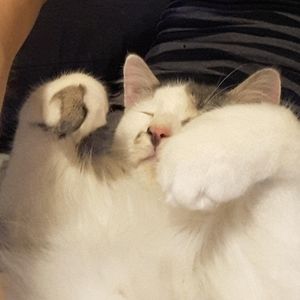 Meet your Posher, Lizzie